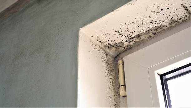 Environmental Consulting for Mold Prevention in Kihei, HI