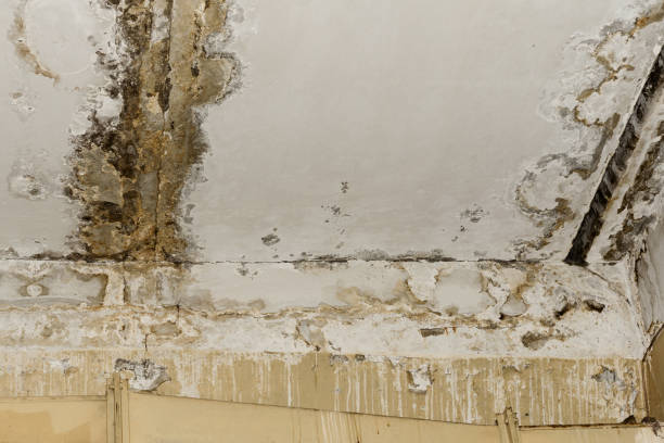 Best Residential Mold Inspection & Testing  in Kihei, HI