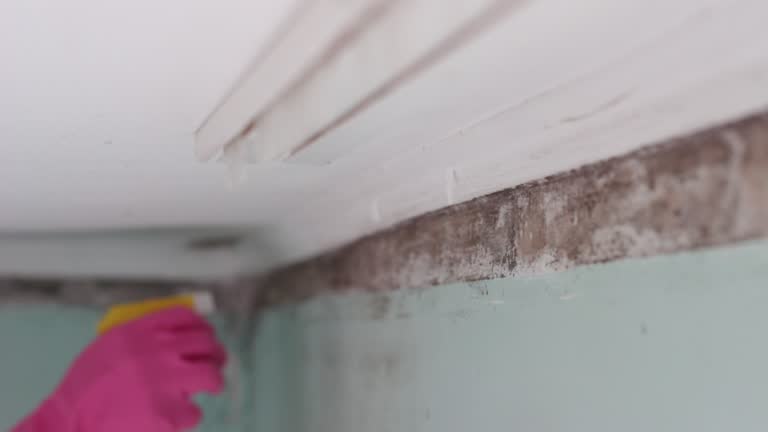Best Crawl Space Mold Remediation  in Kihei, HI